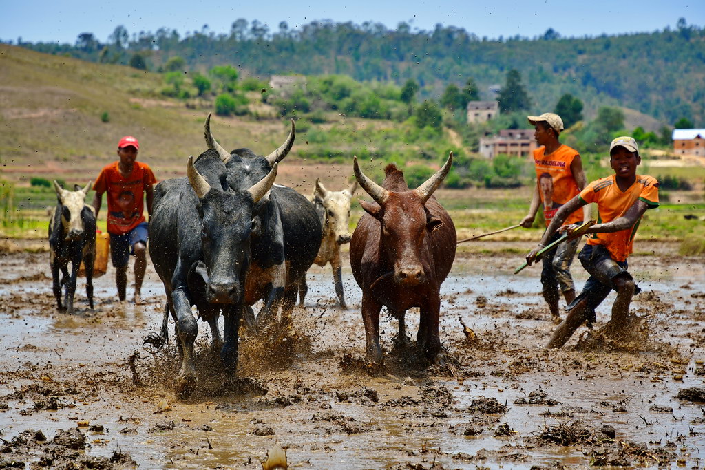 Ambositra Region